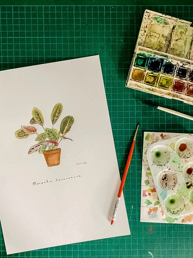 Work in progress overhead view of Maranta leuconeura (prayer plant) house plant print being painted. A watercolour set sits to the side, a little red handled paint brush and a plastic paint palette indicate the painting is in progress. 