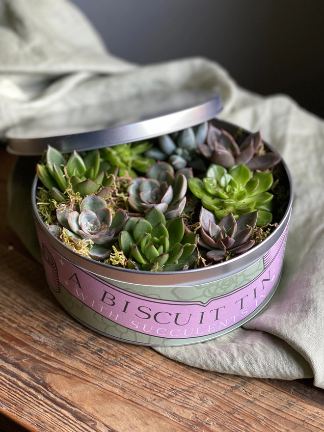 A silver biscuit tin filled with several succulents, topped with moss and tillandsia. The label on the tin reads 'A Biscuit Tin With Succulents In' on an illustrated pink banner. 