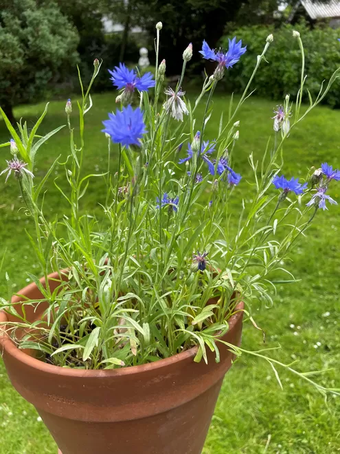 Cornflowers grown from Ruby & Bo plantable cards