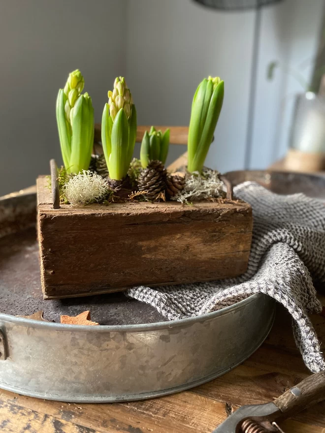 A Wooden Iron handled trug filled with hyacinth bulbs, pine cones and mos, sits on a black and white gingham tea towel in a vintage metal round shallow tray, two gold wooden stars, a pair of vintage secateurs sits alongside.