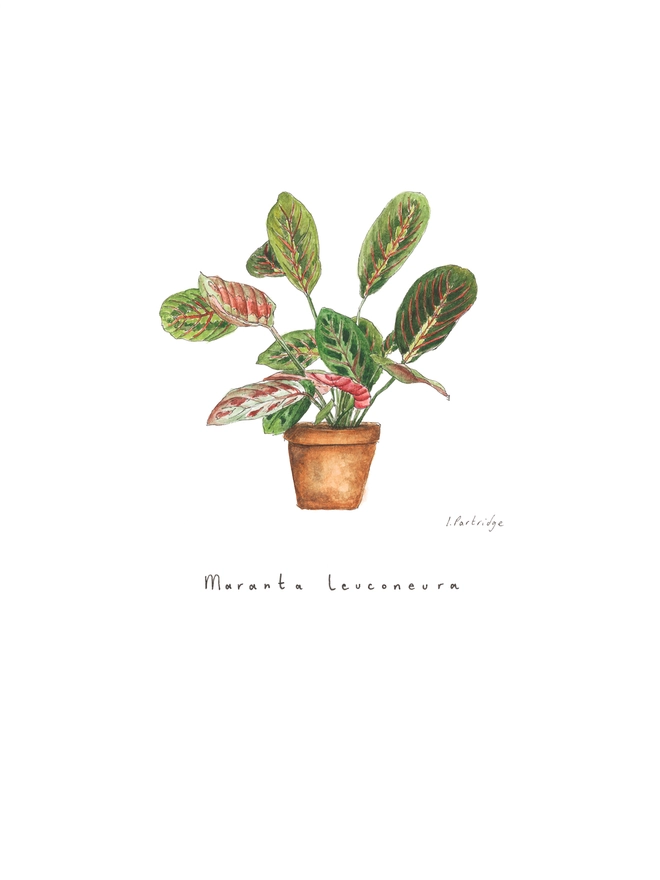Maranta leuconeura (prayer plant) house plant print. Painted in watercolour and printed onto white paper