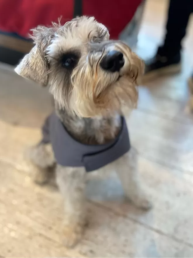Grey Waterproof Dog Coat