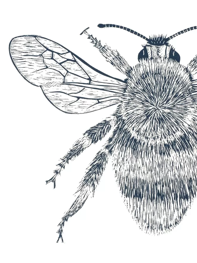 Picture of a Bumblebee, taken from an original Lino Print 