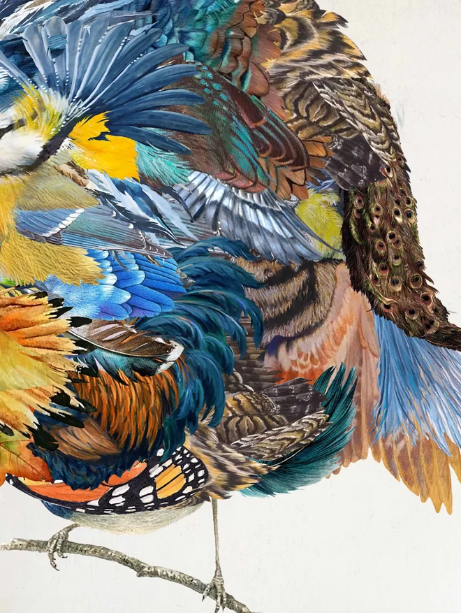 Blue Tit feathers details