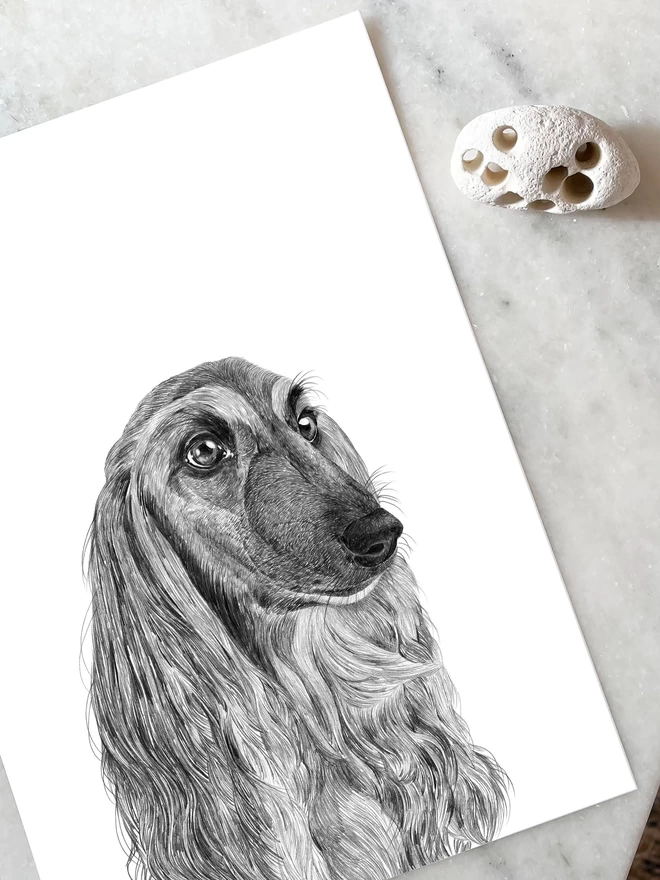 Art print of hand drawn illustration of an Afghan Hound laying on a table