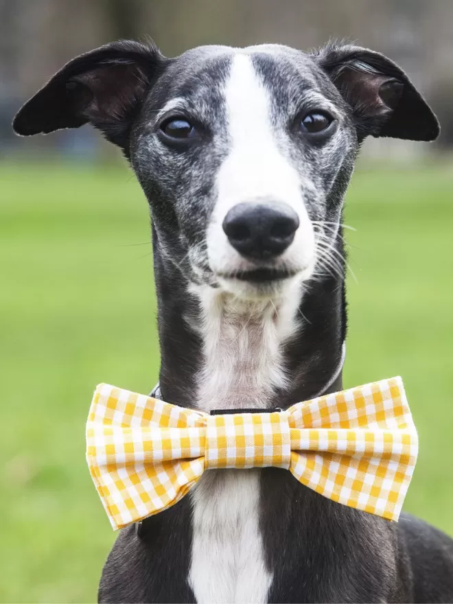 Yellow Gingham Bow Tie on Ferris The Whippet