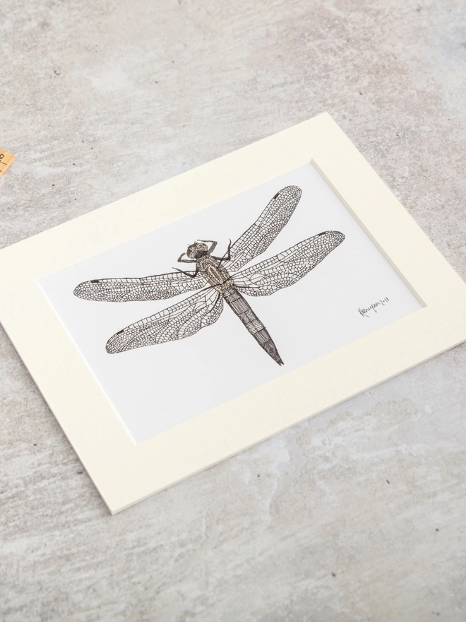Print of intricately patterned pen and watercolour drawing of a dragonfly, in a soft white mount