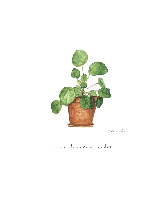 Pilea peperomioides, Chinese money plant house plant print. Painted in watercolour and printed onto white paper