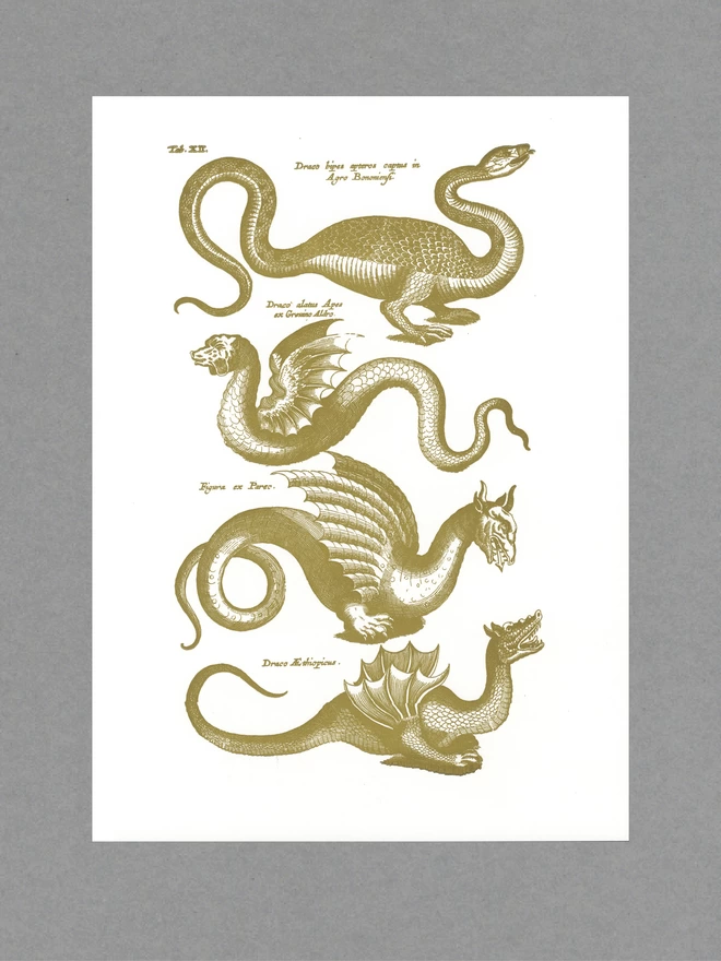 Poster with four gold dragons and text in Latin on white paper