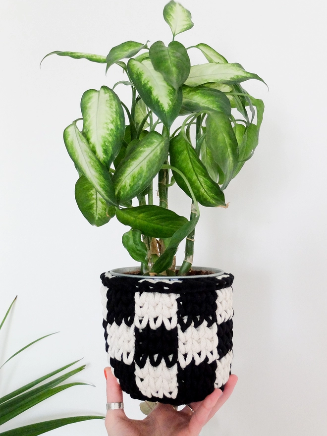 Crocheted rope yarn basket being used as a plant pot cover