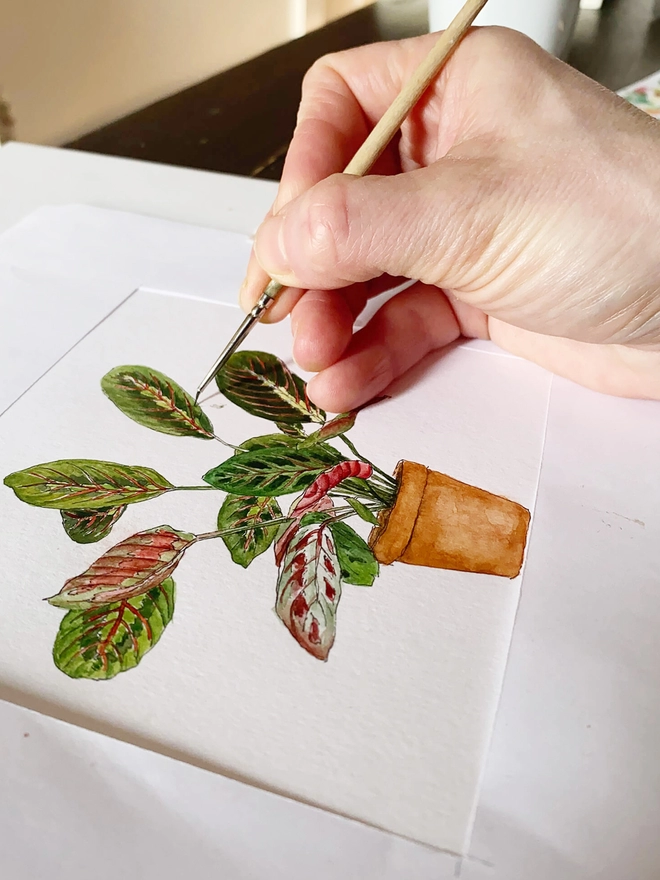 Close up of a hand painting an Maranta leuconeura (prayer plant) house plant. The hand has a pale wooden handled paint brush and is painting tiny details on the leaves of the house plant