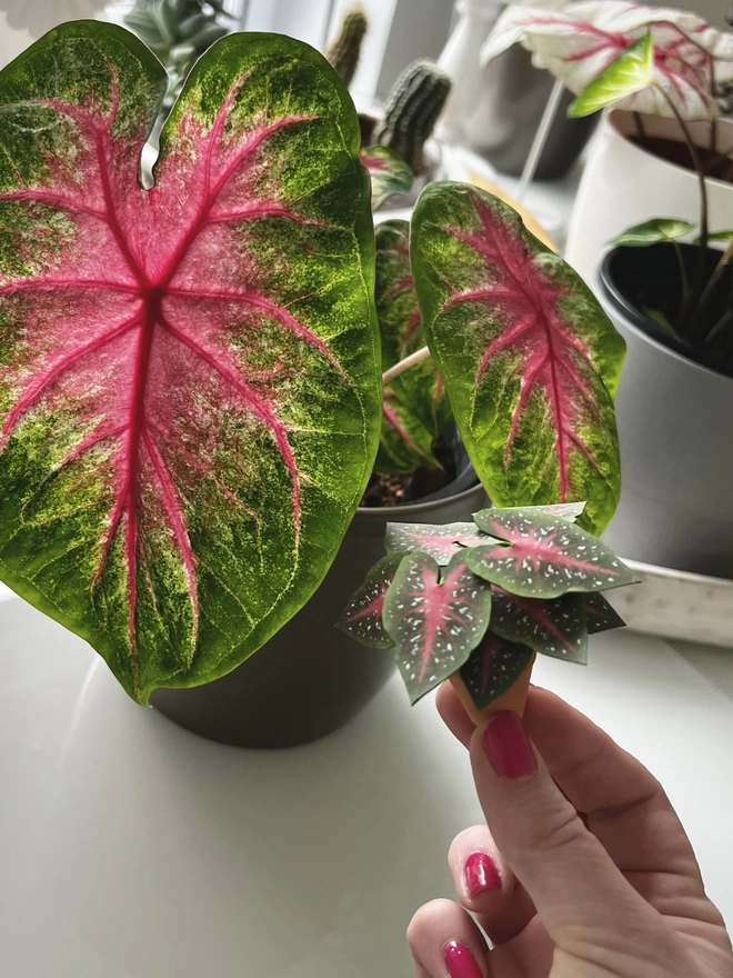 A miniature replica Caladium Red Flash paper plant ornament in a terracotta pot being held up against the real plant in the background