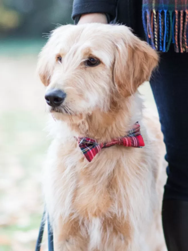 Red Tartan Dog Bow Tie on Dog