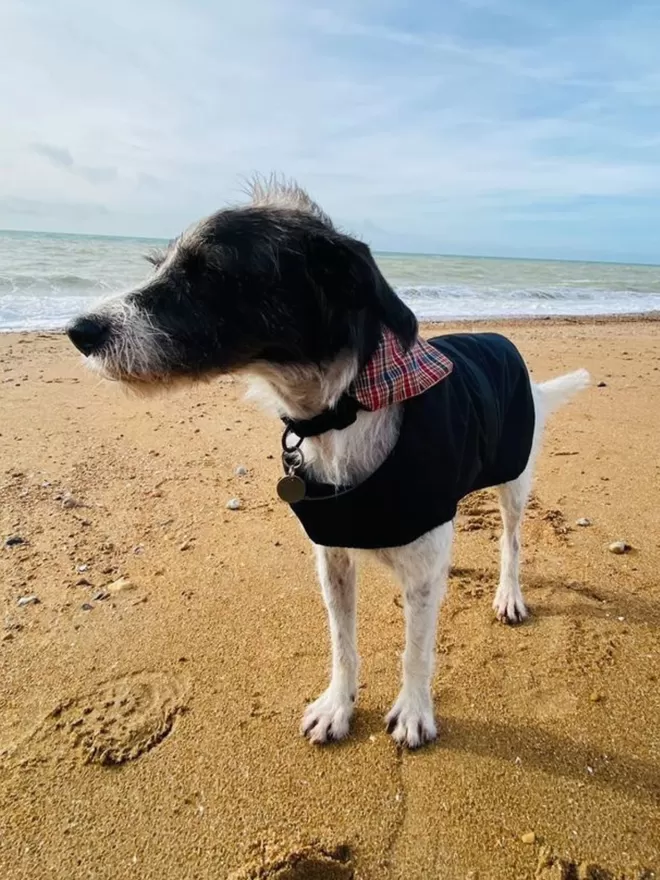 Black Waterproof Dog Coat