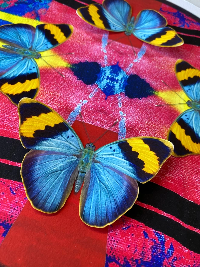 Close up details of butterfly