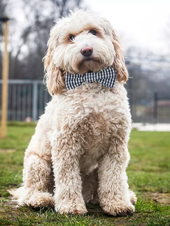 Blue Gingham Bow Tie On Dave The Cockerpoo