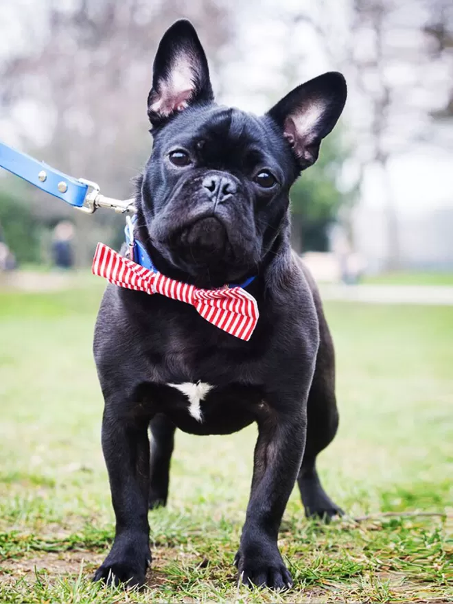 Dog Bow Tie In Candy Stripe On French Bull Dog