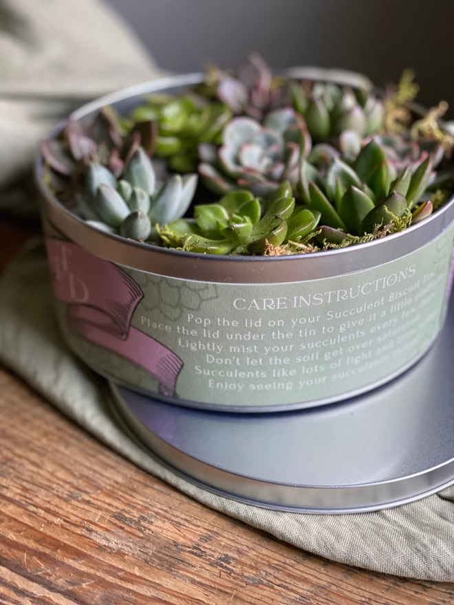 A silver biscuit tin filled with several succulents, topped with moss and tillandsia. The label is adorned with detailed care instructions for the succulents. 