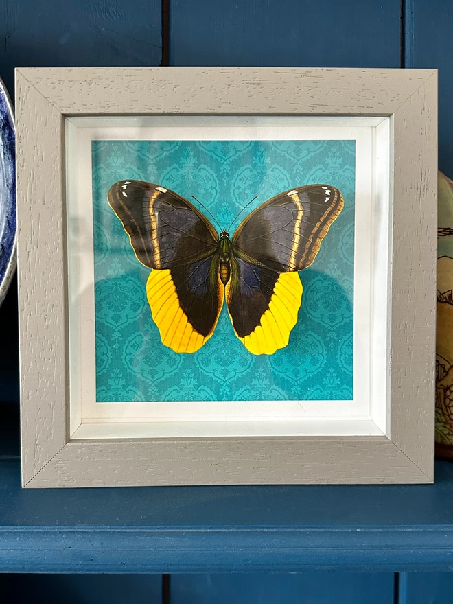 Owl butterfly butterflygram on diplay in home 