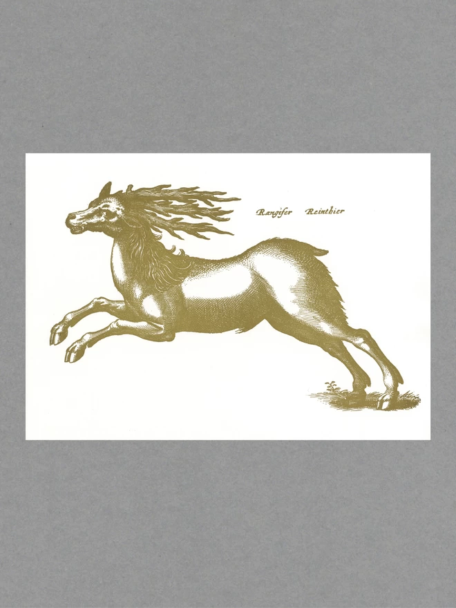 Poster of a gold reindeer with text reading 'Rangifer Reinthier' on white paper